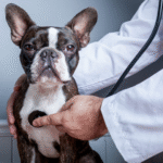 Congestive Heart Failure (CHF) in Dogs