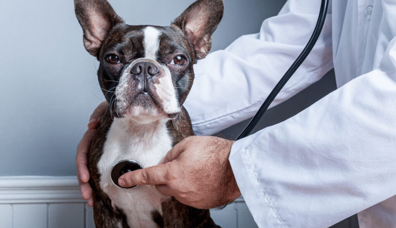 Congestive Heart Failure (CHF) in Dogs- A Life Saving Guide to Pet Parents