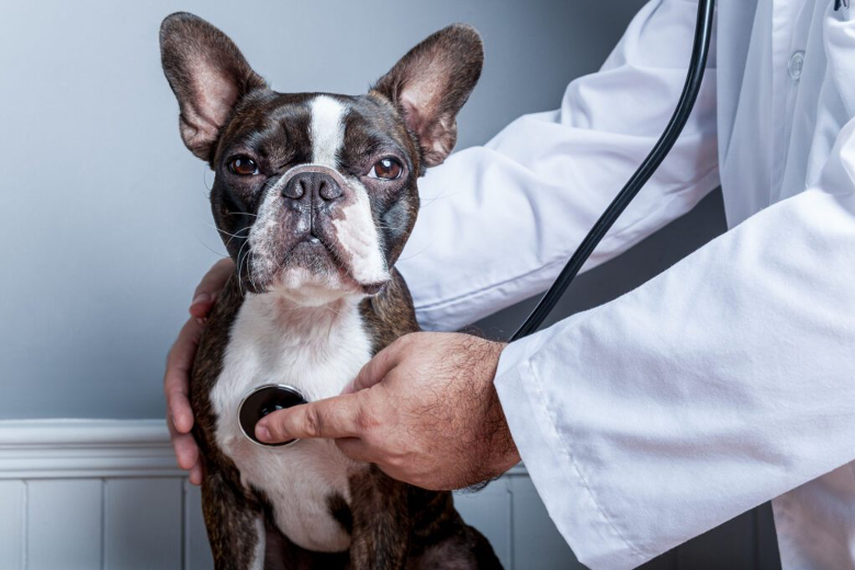 Congestive Heart Failure (CHF) in Dogs- A Life Saving Guide to Pet Parents