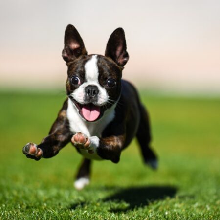 20 Best Small Dog Breeds, Mini Dogs with Big Hearts: