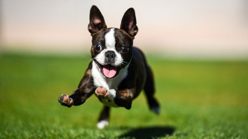 20 Best Small Dog Breeds, Mini Dogs with Big Hearts: