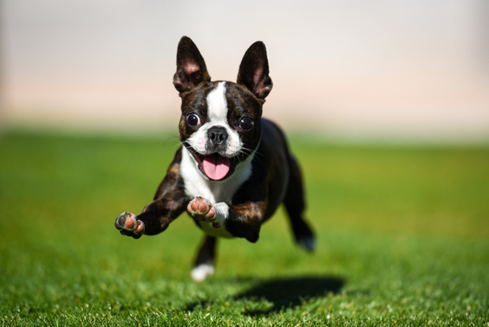 20 Best Small Dog Breeds, Mini Dogs with Big Hearts: