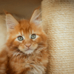 Orange Maine Coon - The Fluffy Feline with a Golden Glow
