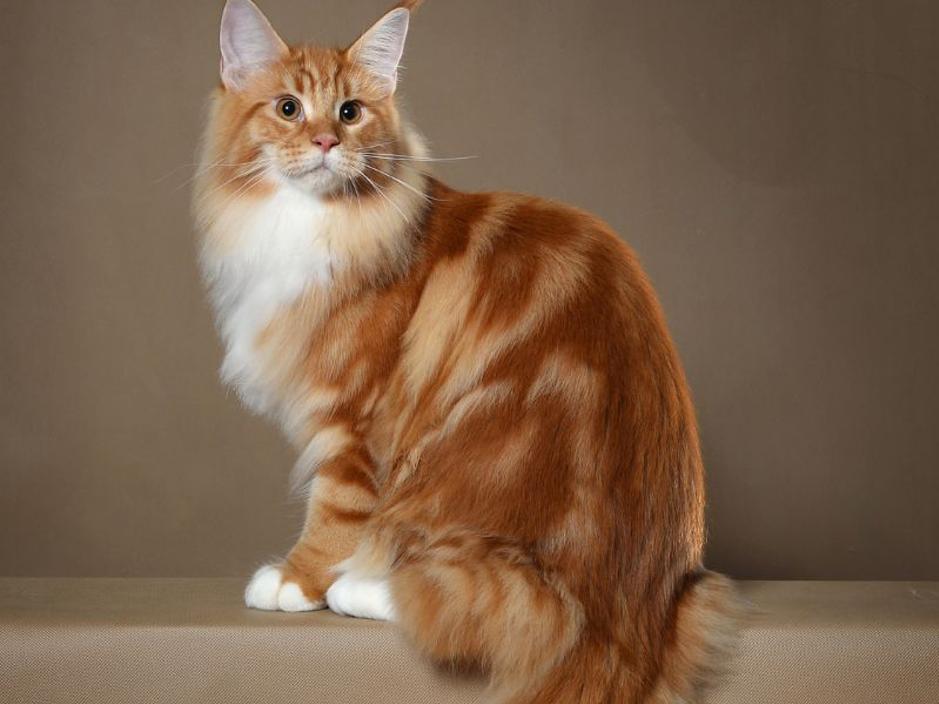 Orange-Maine-Coon