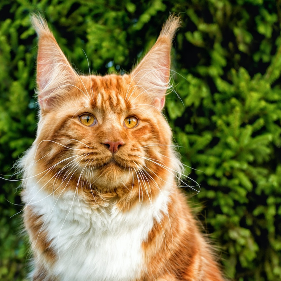 Orange-Maine-Coon