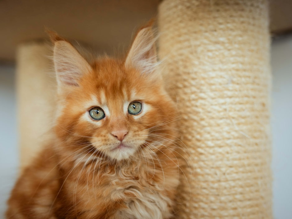 Orange Maine Coon – The Fluffy Feline with a Golden Glow